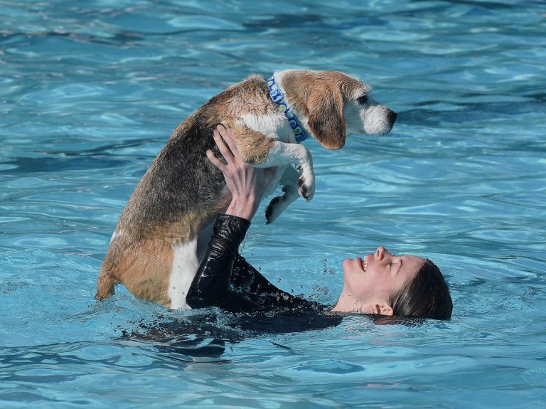 Doggy paddle: pooches and their owners take to the pool for annual swim