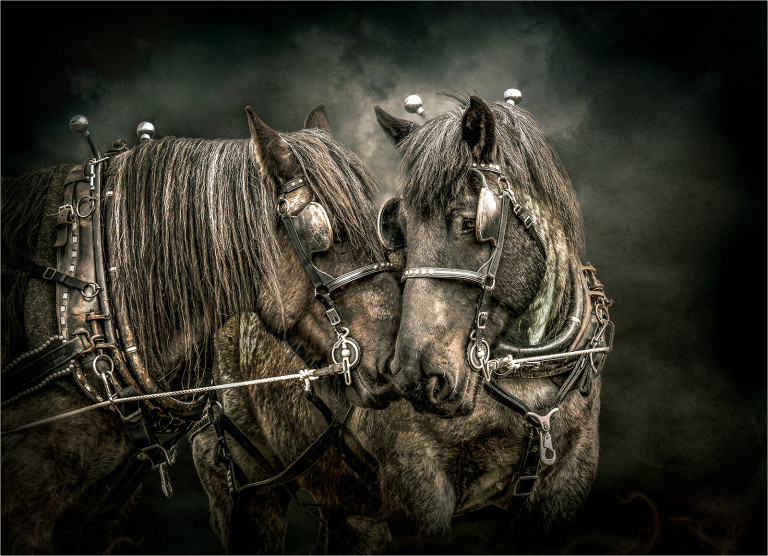 Stroud Camera Club snaps up top award in regional competition