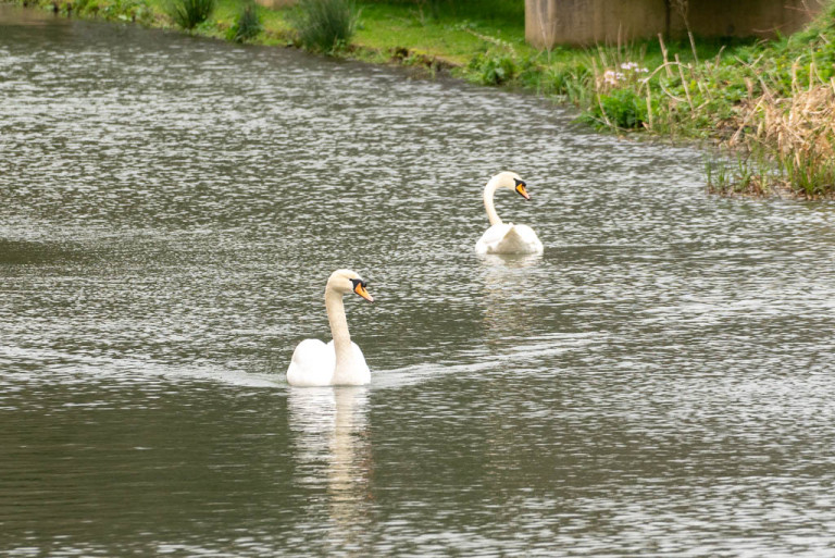 Investigation launched into death of a swan
