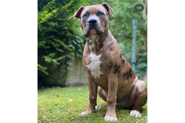 UPDATED: missing dog is found