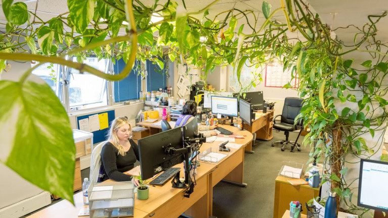 Huge ‘triffid’ plant fills Stonehouse office